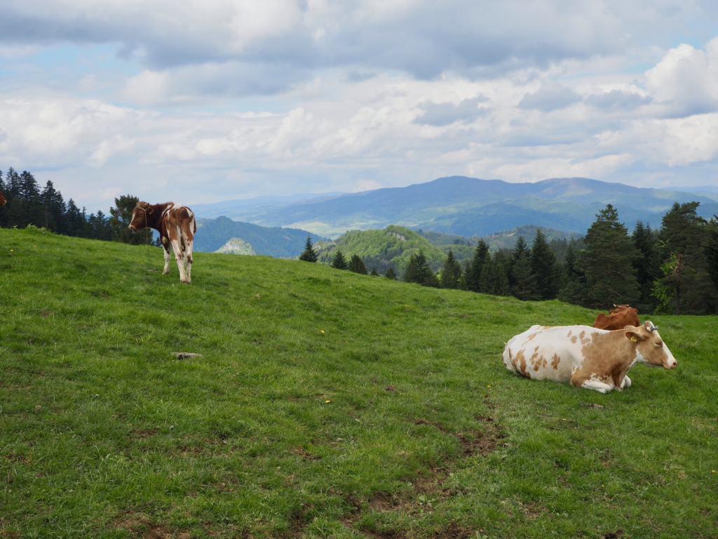 Pieniny krowy