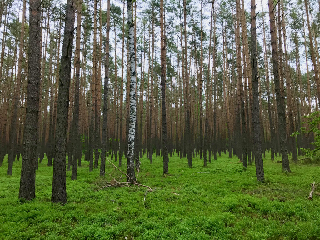 Lasy i Stawy Jelczańskie