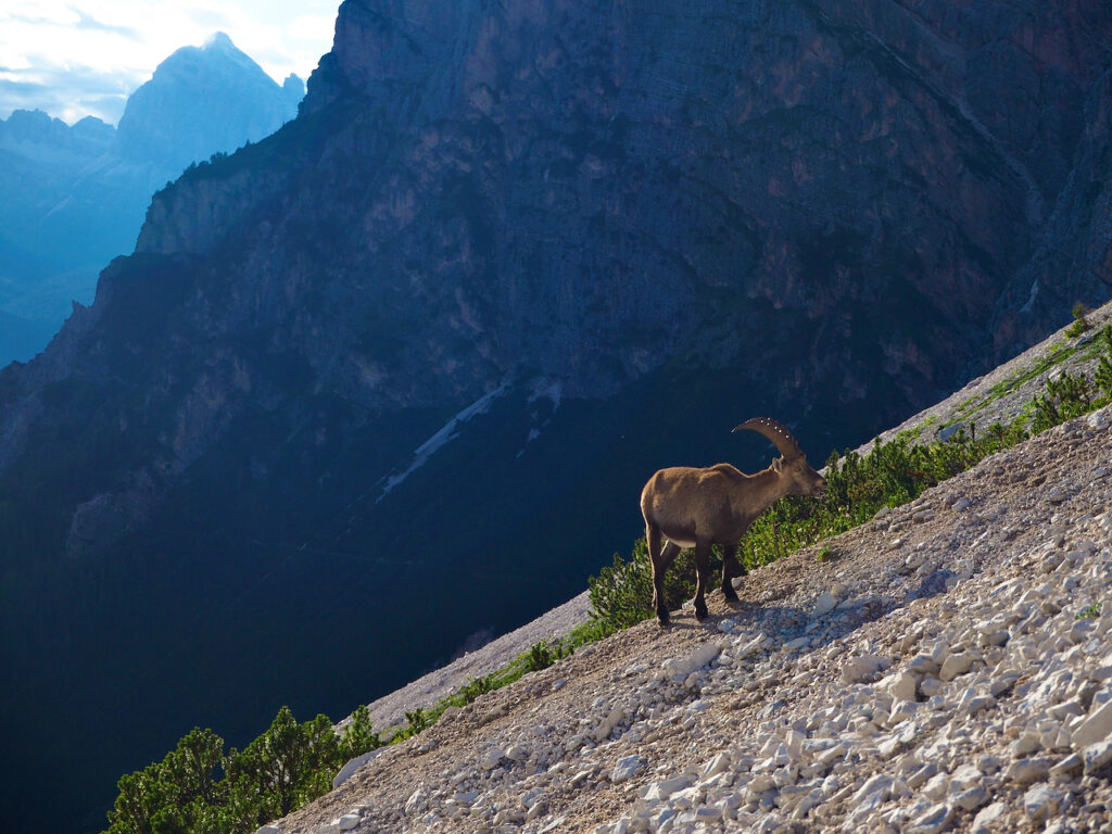 Koziorożec alpejski Dolomity