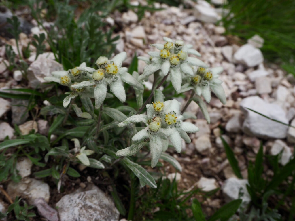Szarotka alpejska Forcella Grande