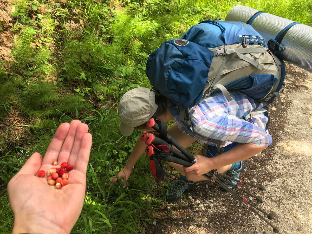 Góry Bystrzyckie poziomki