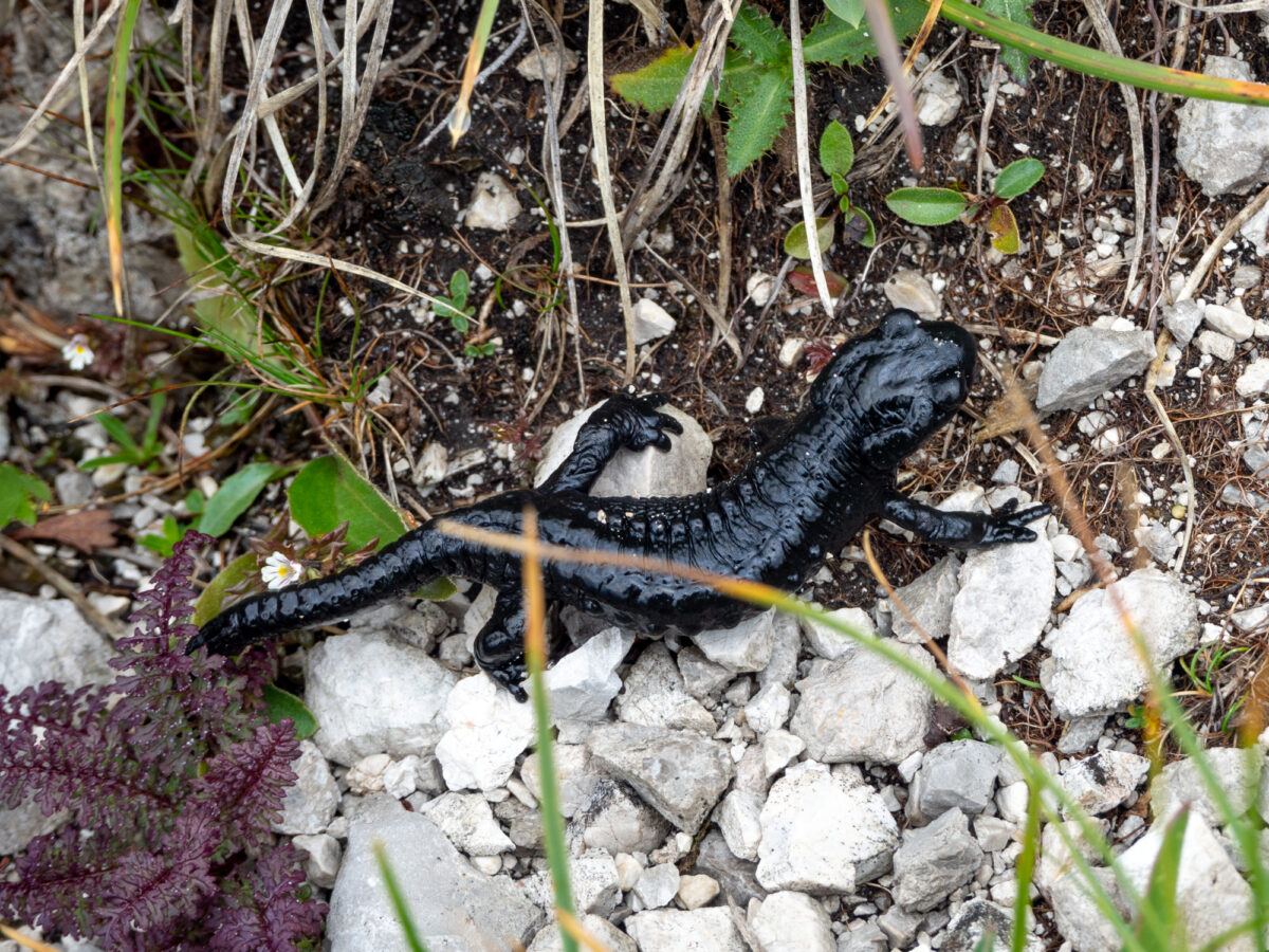 Salamandry czarne