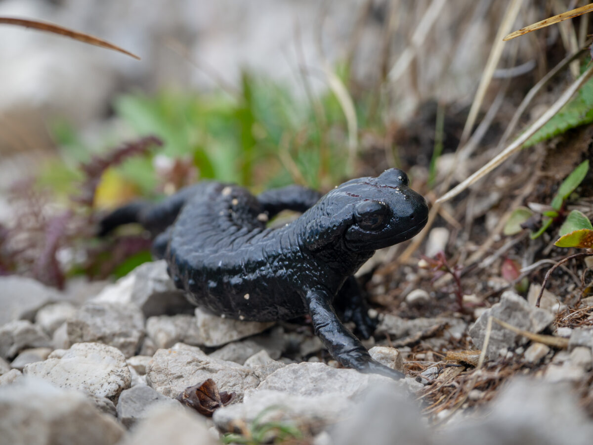Salamandra czarna