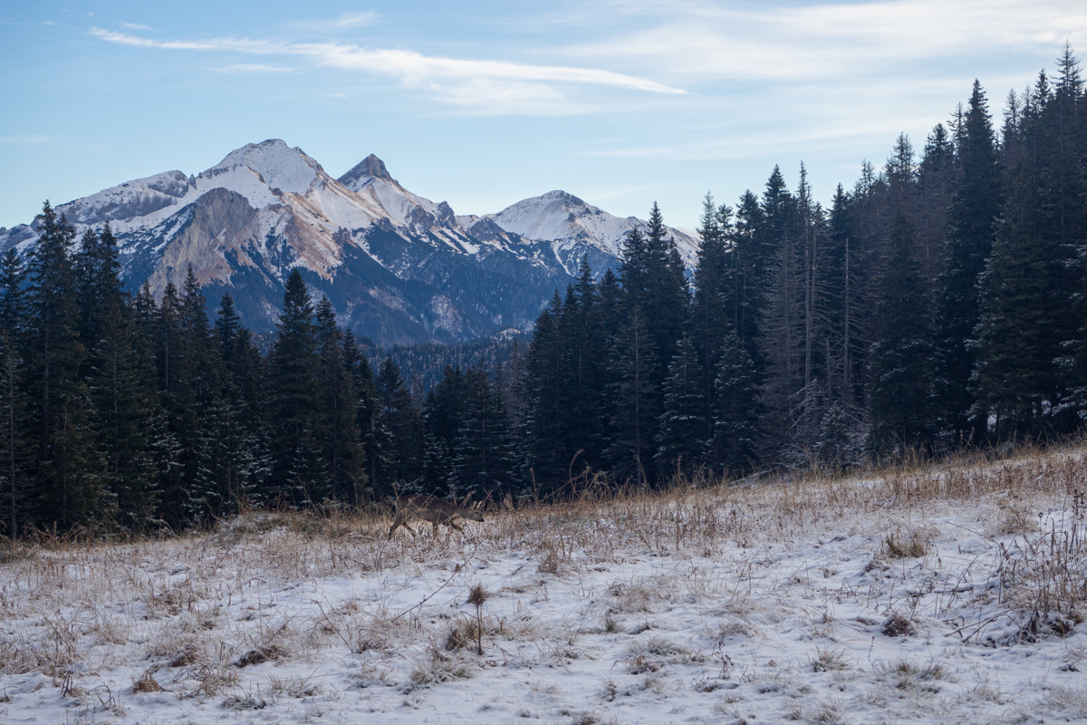 Tatry Bielskie sarny