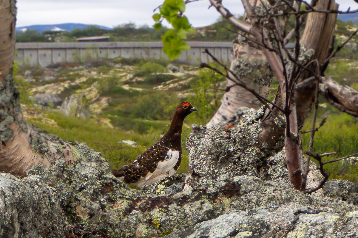 pardwa norwegia