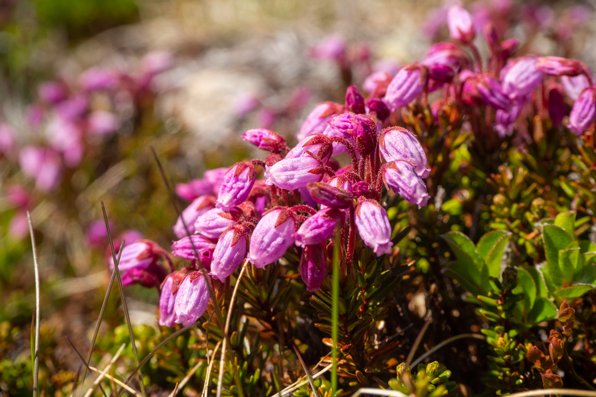 hardangervidda kwiaty
