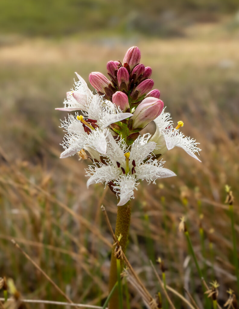 kwiaty tundra