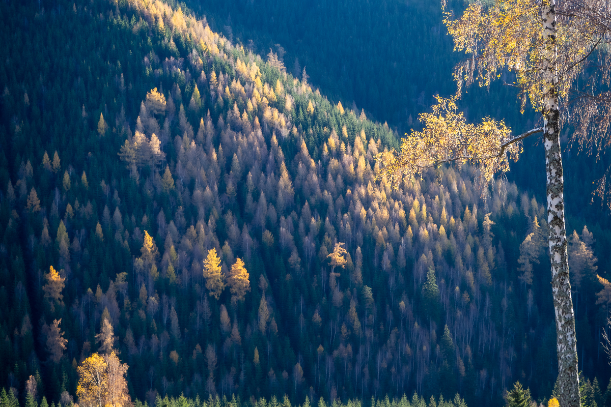 Czeskie Karkonosze modrzew