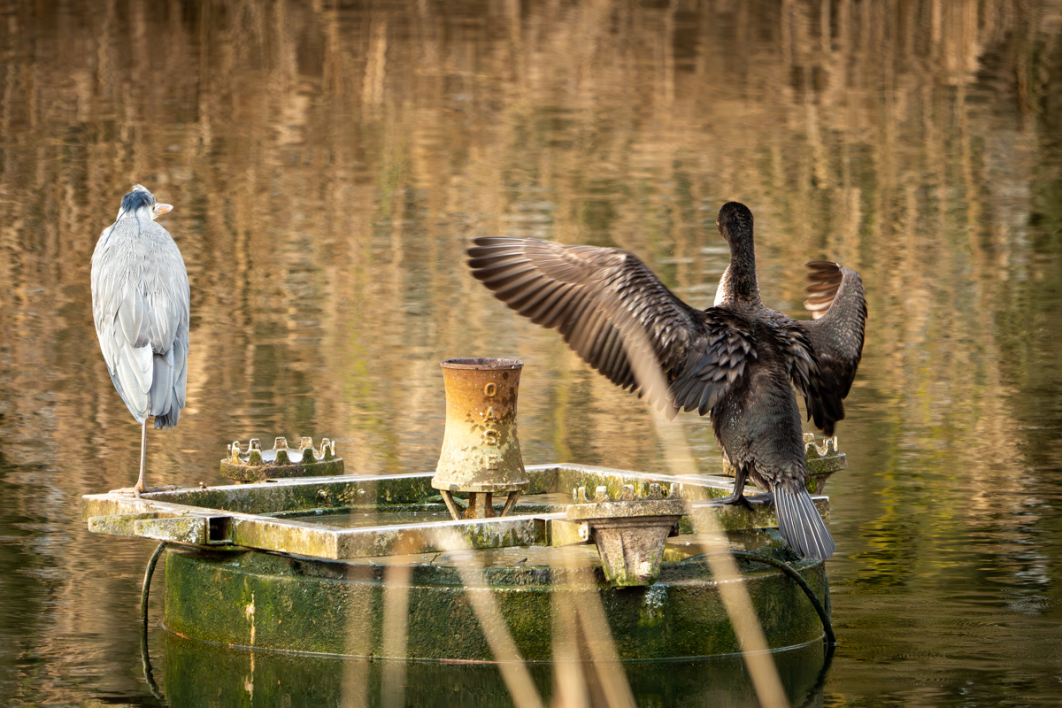 czapla i kormoran