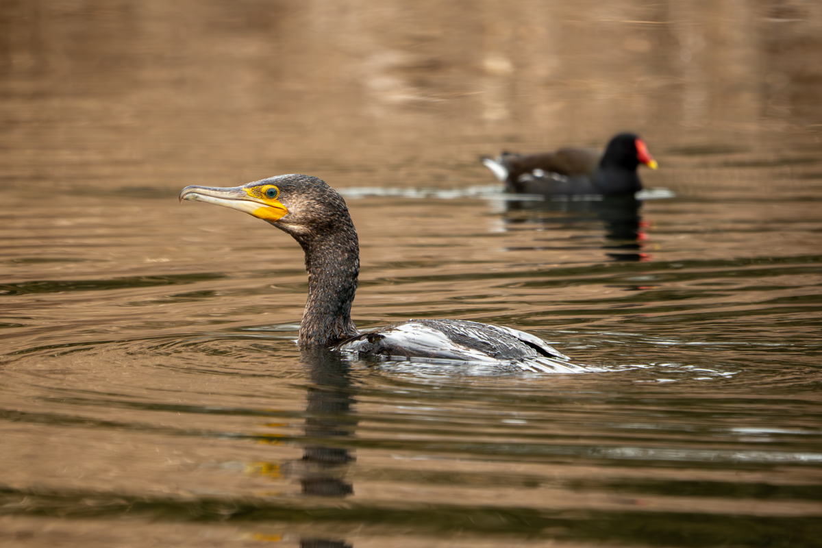 kormoran