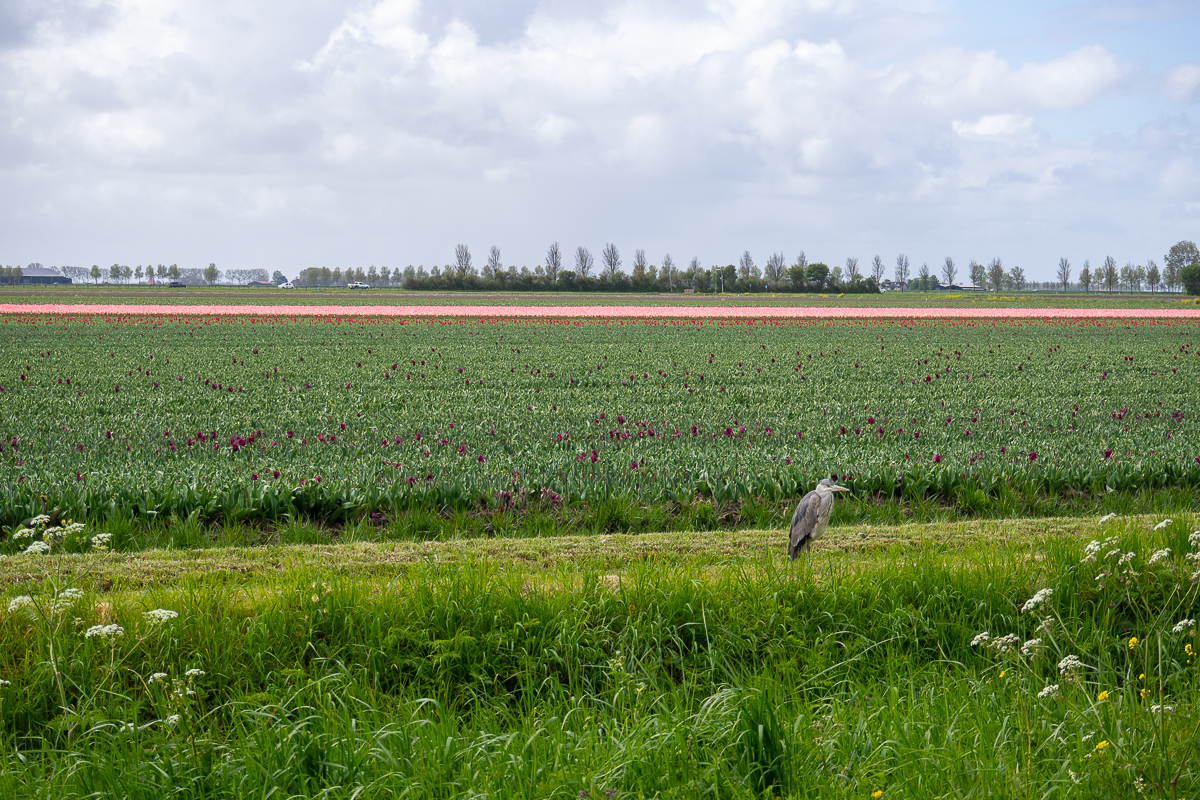 Czapla tulipany