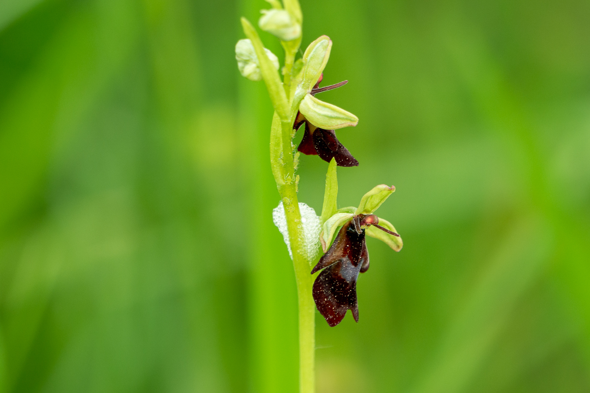 Orchideenparadies
