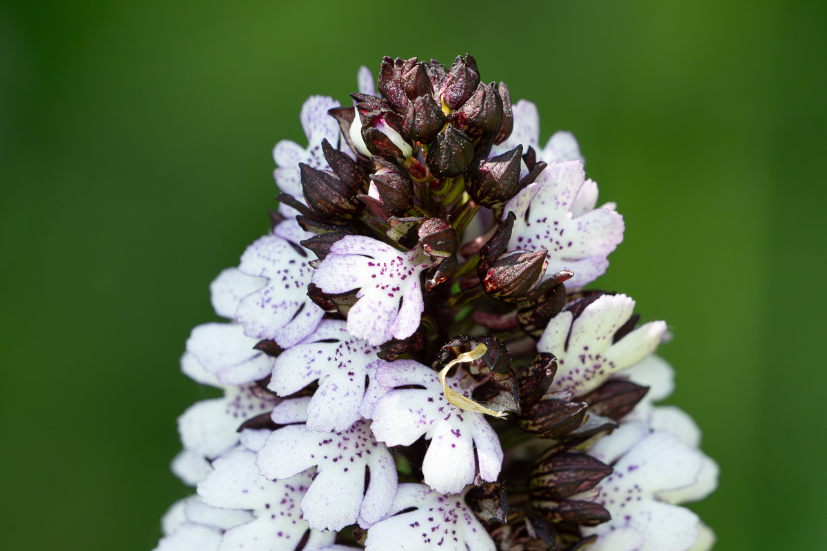 Orchideenparadies