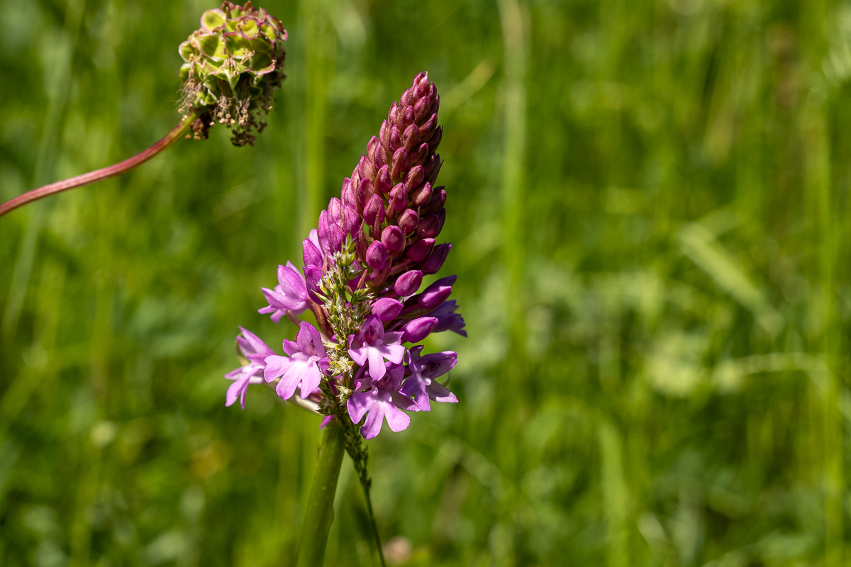 Orchideenparadies