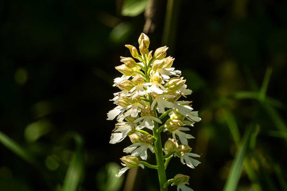 Orchideenparadies