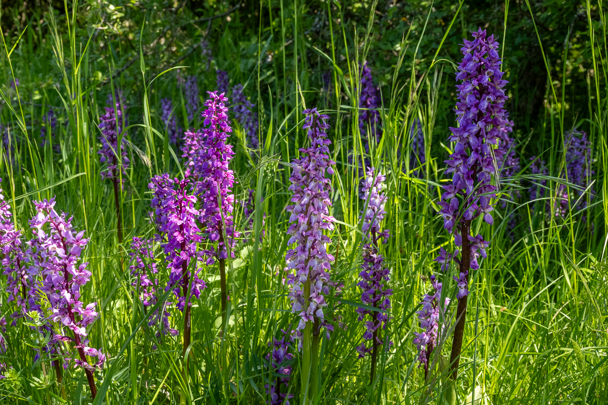 Orchideenparadies