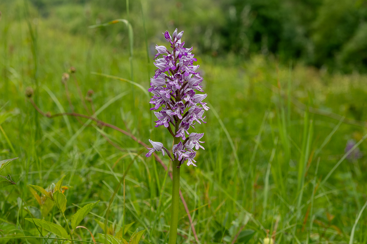 Orchideenparadies